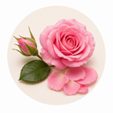 	Rose.